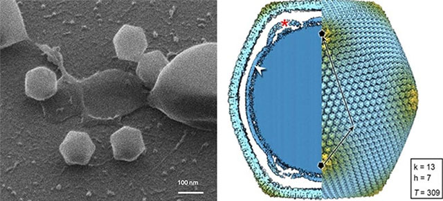 Jyvaskylavirus
