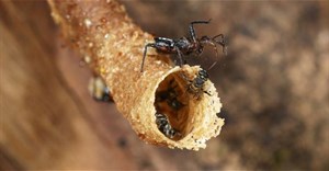 Cách bọ sát thủ điều khiển con mồi