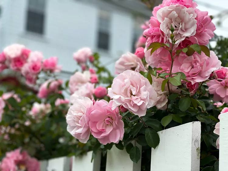 Bụi hoa hồng đẹp trong nhà