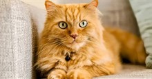 Mèo cam là mèo gì? Tại sao một số con mèo lại có màu cam?