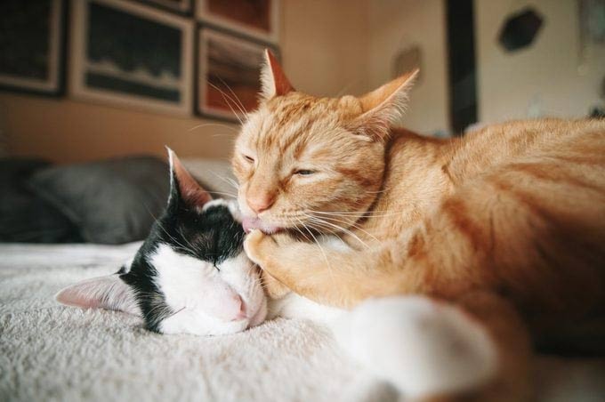 Liếm là hành vi liên kết xã hội của mèo