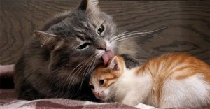 Tại sao mèo thích liếm nhau?