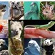 Những loài động vật nhỏ đáng yêu nhất trên thế giới