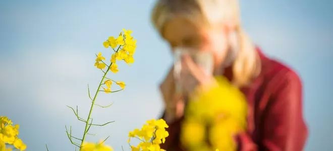 Dị ứng phấn hoa