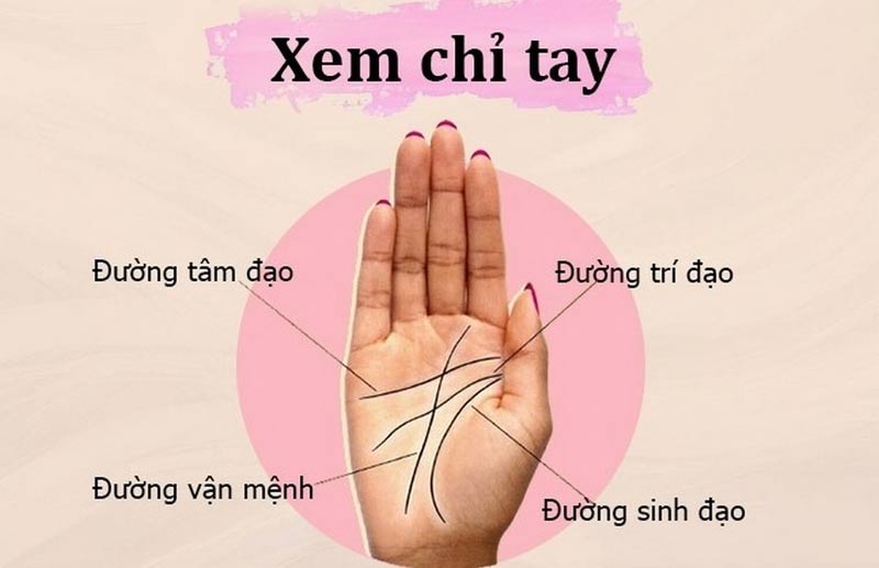 Vị trí các đường chỉ tay