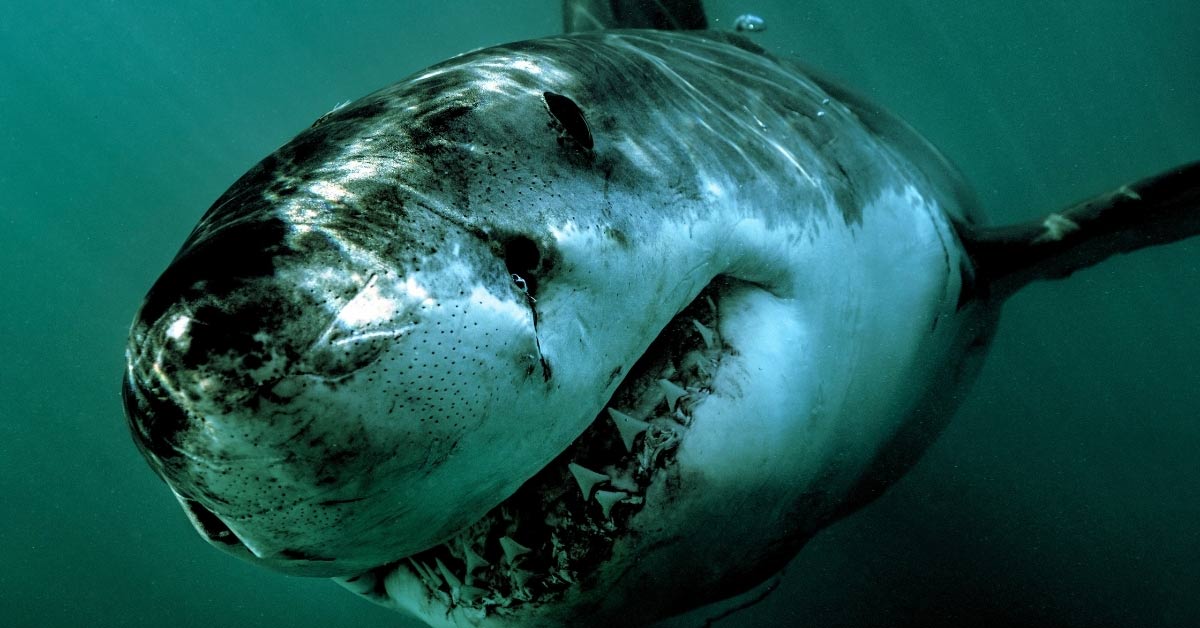 Hung thần biển cả