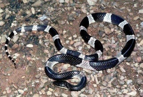 Đặc điểm nhận dạng rắn cạp nia