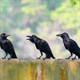 Loài vật nào có thể hiểu và thực hiện phép tính đơn giản?