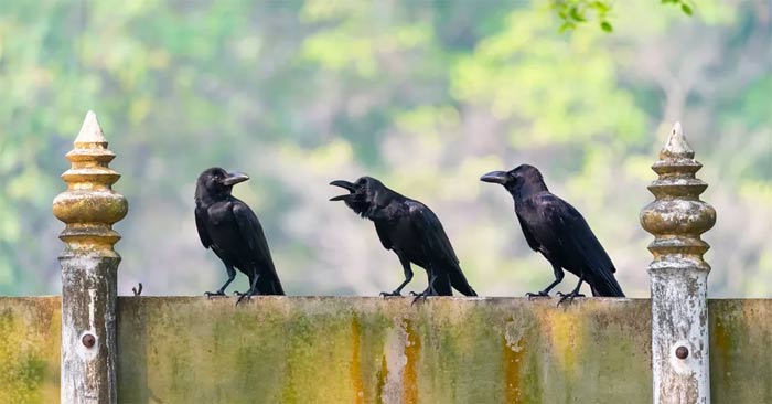 Những loài vật có khả năng làm toán