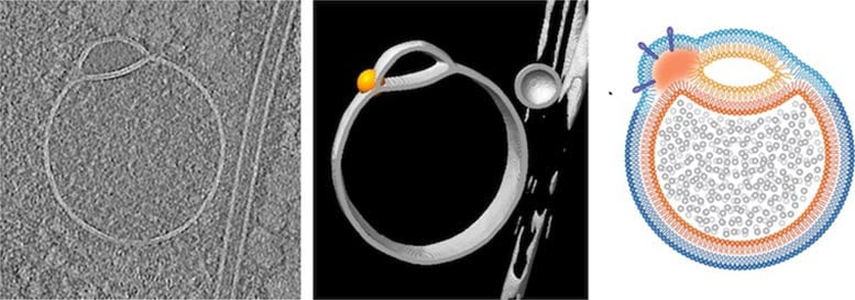 hình ảnh mô tả bào quan mới được phát hiện, hemifusome