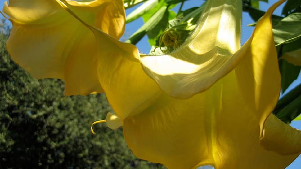 Cây kèn thiên thần