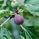 Những loại cây ăn quả này có thể biến CO₂ thành đất đá 