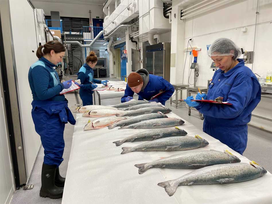 Cá hồi phát triển tốt từ tảo được tạo từ khí thải