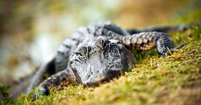 Đường thủy của Trái Đất