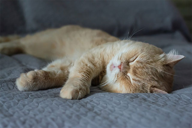 Mèo luôn ngủ nghiêng về bên trái