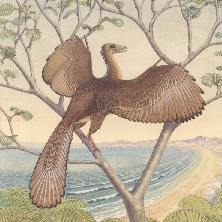 Loài chịm học cách bay