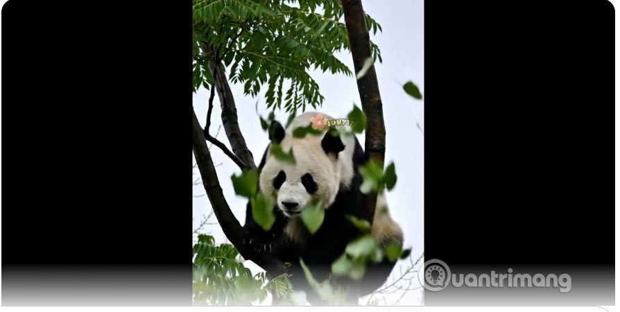 Tải video AI từ ảnh