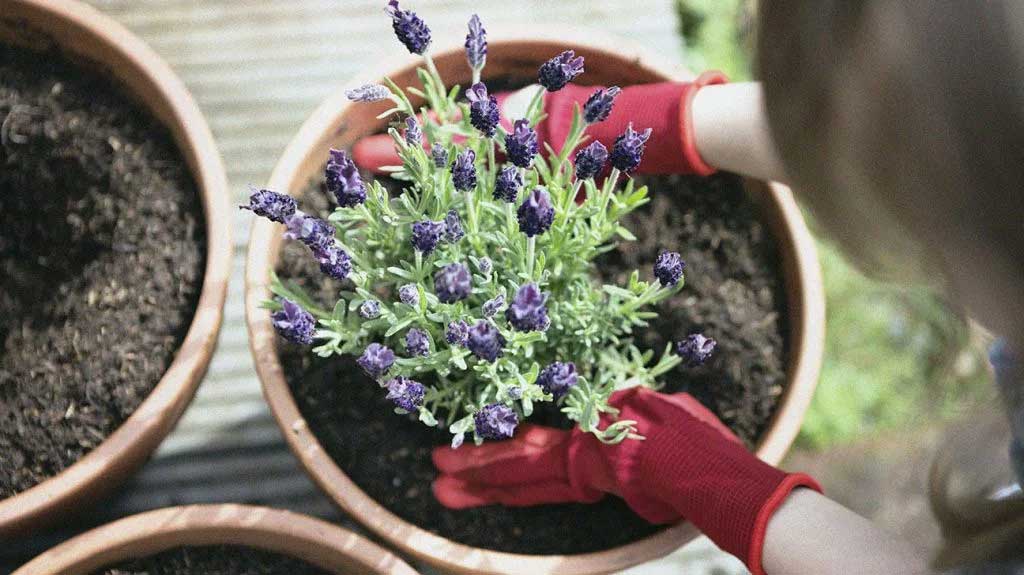 Cây thảo mộc tốt cho giấc ngủ