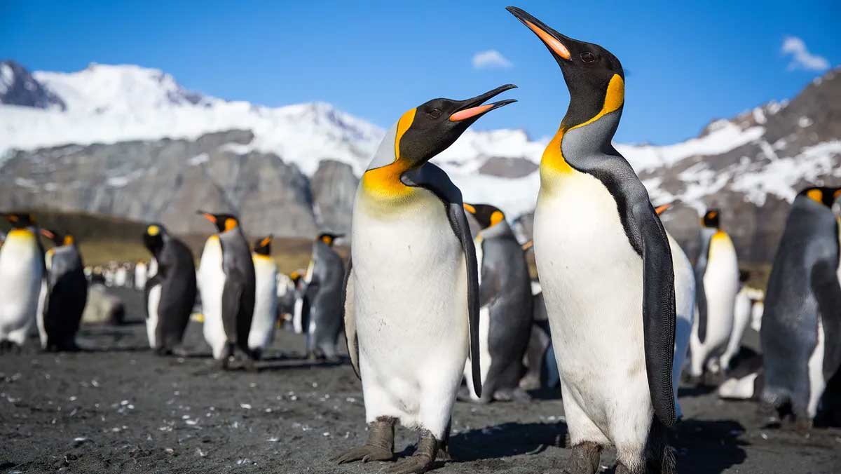 Chim cánh cụt vua