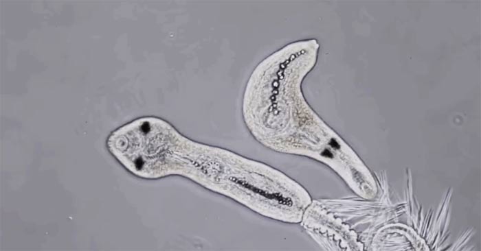 Nếu đại dịch đến từ vũ trụ