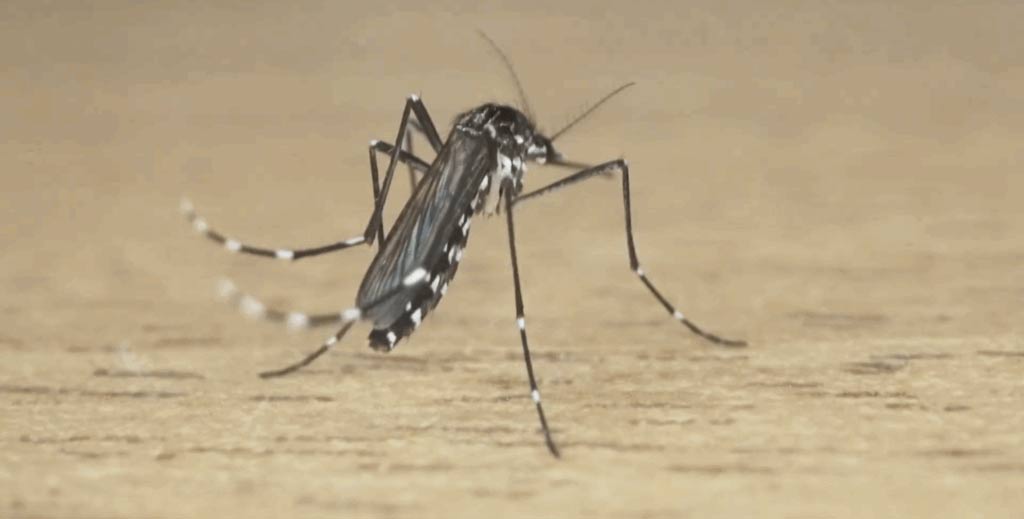 Muỗi vằn châu Á