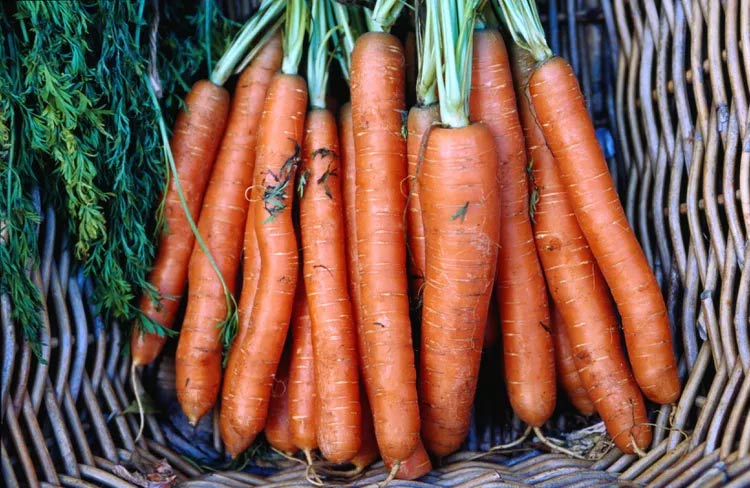 Cà rốt