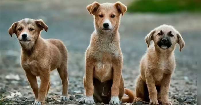 Chó thông minh như người