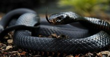 Bí mật chết người của nọc độc rắn mamba đen "đánh bại" cả huyết thanh giải độc