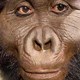 Paranthropus: Người anh em bị lãng quên của tổ tiên loài người có thể đã tạo ra công cụ đầu tiên trên thế giới