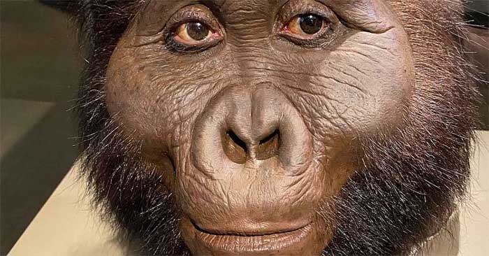Paranthropus