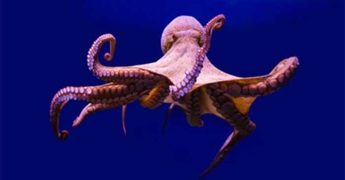 Loài vật thích nghi với môi trường