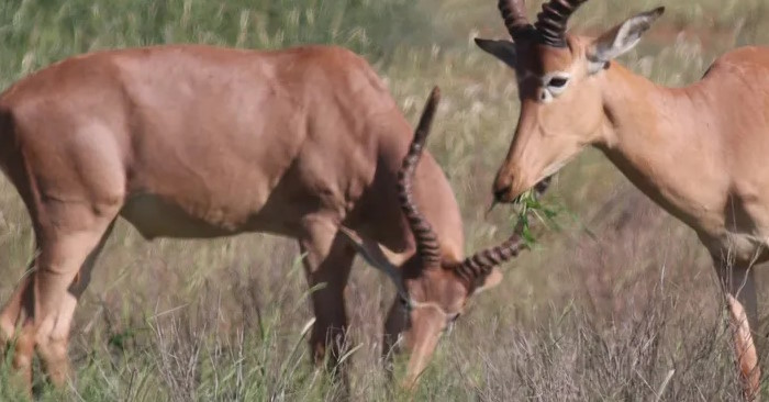 Linh dương 4 mắt