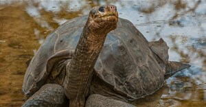 Đây là những cá thể cuối cùng của loài hiện đã tuyệt chủng trên thế giới