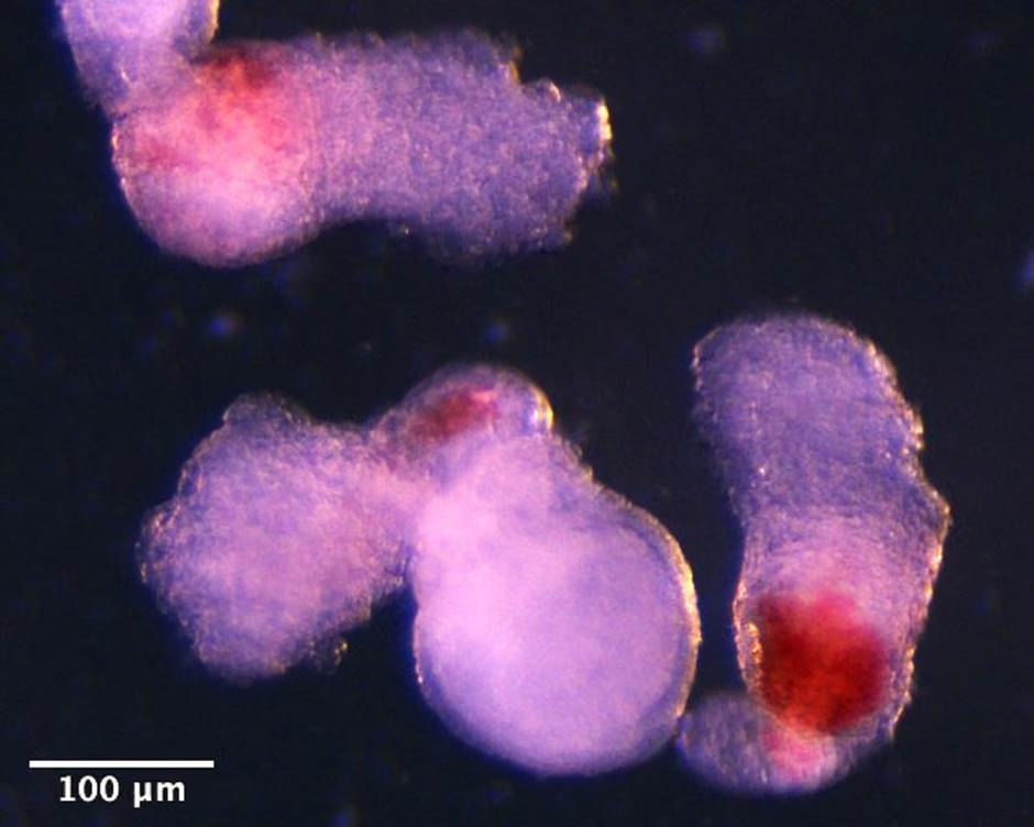Tế bào máu được tạo trong phòng thí nghiệm