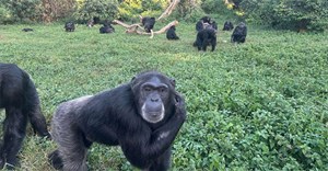 Tinh tinh có thể suy nghĩ lý trí như con người