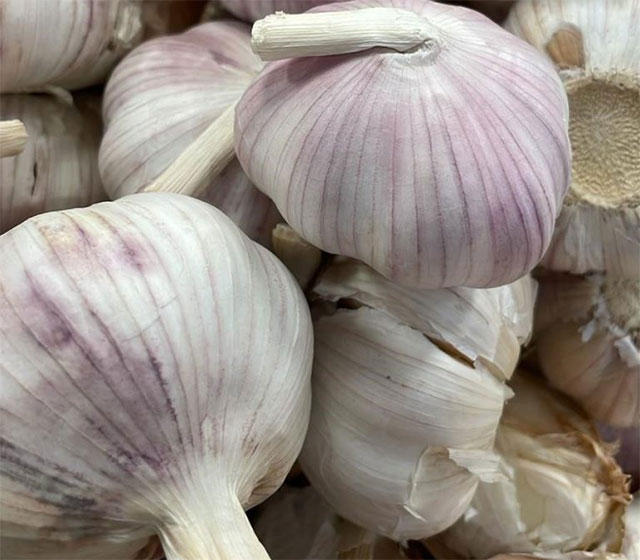 Một đánh giá khoa học mới cho thấy chiết xuất tỏi có thể sánh ngang với chlorhexidine, tiêu chuẩn lâu đời trong nước súc miệng kháng khuẩn, trong việc giảm vi khuẩn có hại trong miệng.