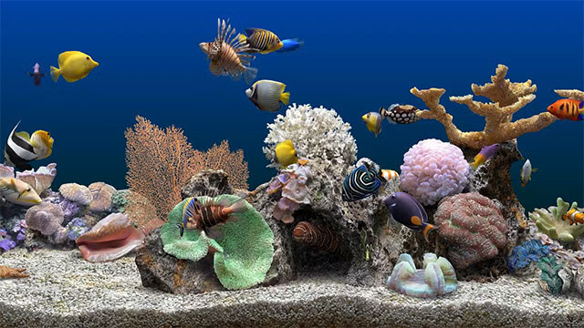 Underwater (Marine Aquarium)