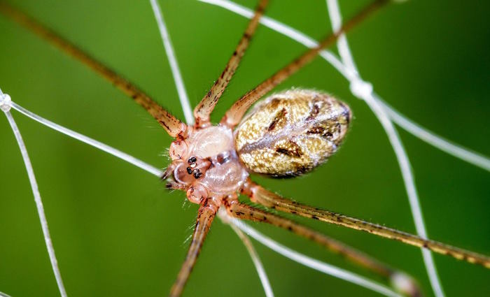 Hình ảnh loài nhện nâu có độc