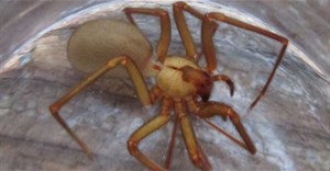 Chuyện gì đã xảy ra với một gia đình ở Kansas sống cùng 2.055 con nhện nâu ẩn dật trong nhà suốt 5 năm?