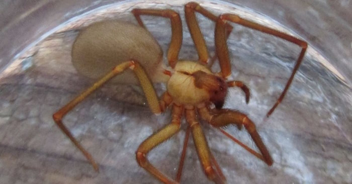 Nhện nâu có độc