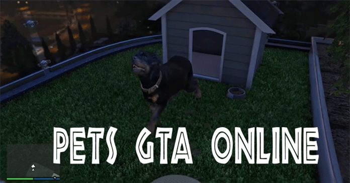 Hướng dẫn sở hữu Pets trong GTA Online Mansion Update