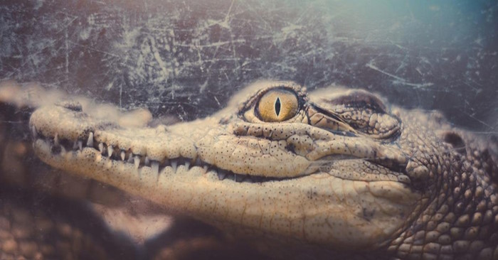 Cá sấu