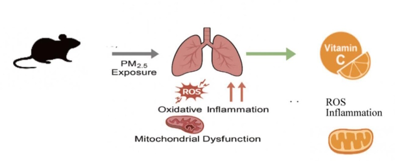 Nghiên cứu được thực hiện trên chuột