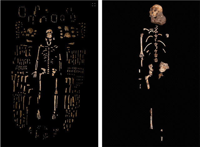Một bộ xương tổng hợp của Homo naledi được bao quanh bởi hàng trăm mẫu vật khác được tìm thấy trong hệ thống hang động Rising Star ở Nam Phi.