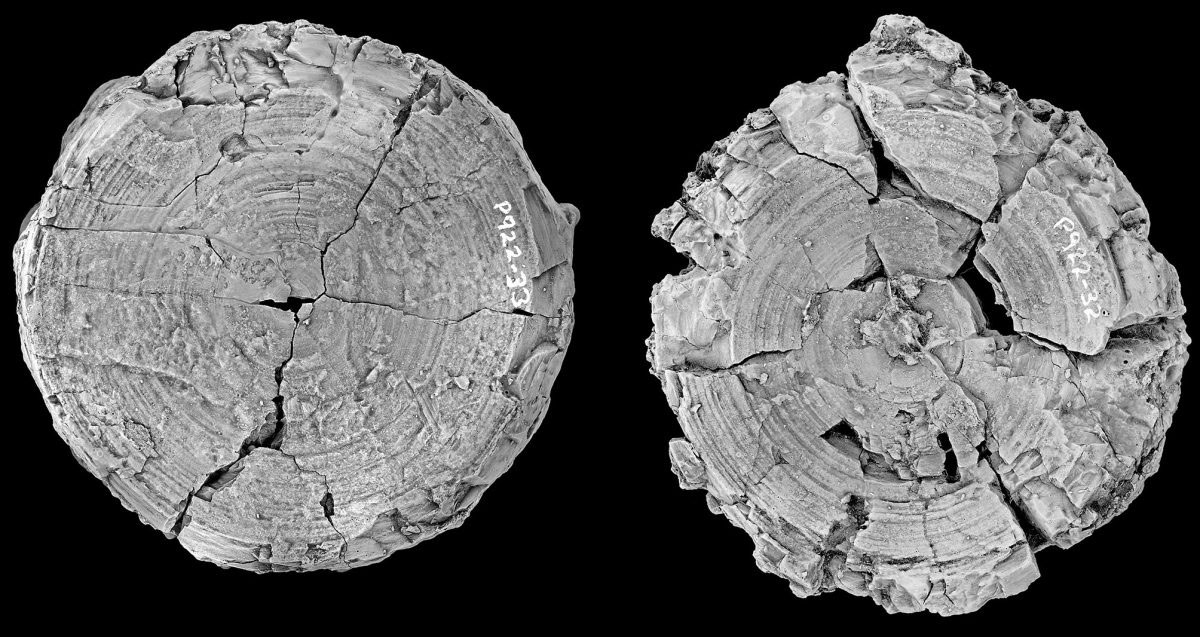 Đốt sống cá mập khổng lồ 115 triệu năm tuổi