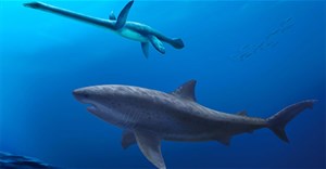 Cá mập cổ đại khổng lồ 115 triệu năm tuổi được phát hiện ở Australia