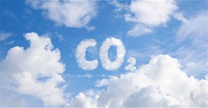 Thực vật không thể hấp thụ CO₂ nhiều như chúng ta từng nghĩ