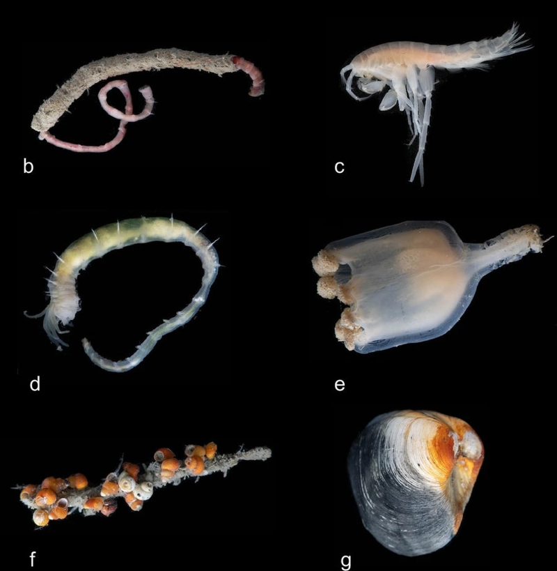 he sinh thai duoi bien