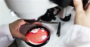 Phát hiện loại protein mới có thể điều trị trầm cảm thông qua đường ruột