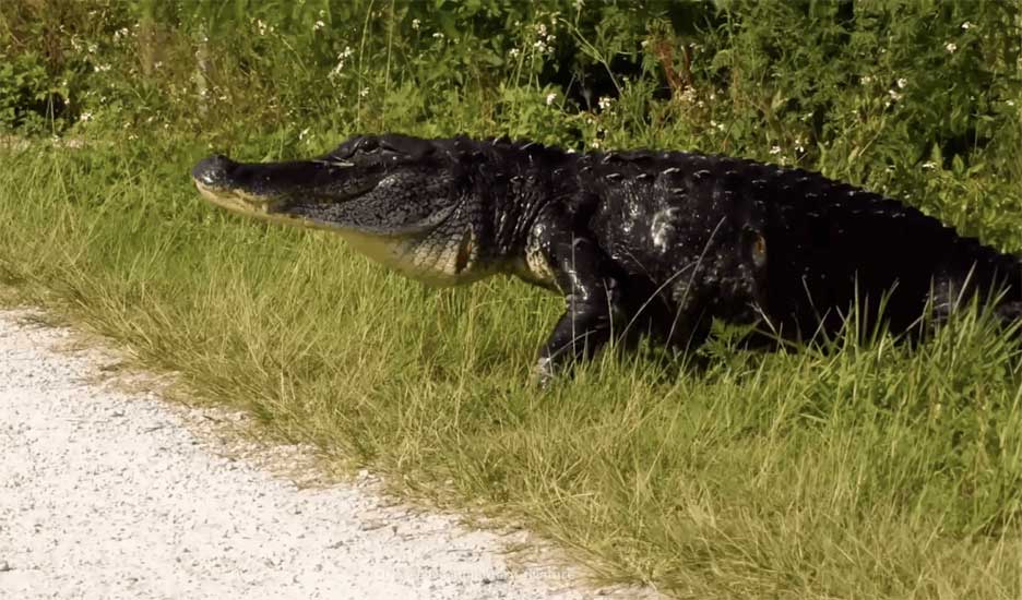 Cá sấu nước mặn